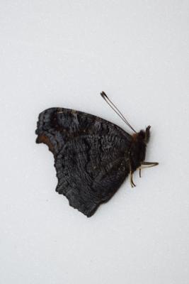 Aglais io