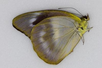 Appias nero zarinda femelle
