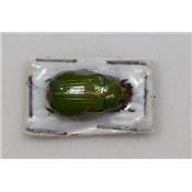 Chrysina arellanoi vert femelle