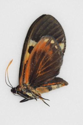 Castniidae sp 1