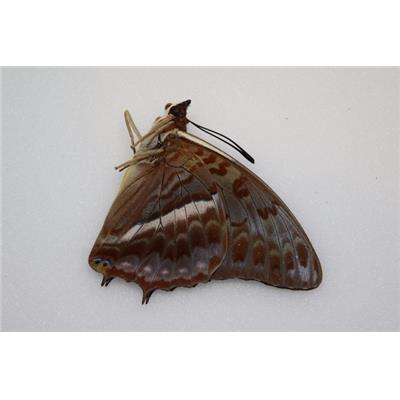 Charaxes cynthia mâle