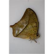 Charaxes fulvescens fulvescens mâle