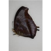 Charaxes laodice femelle