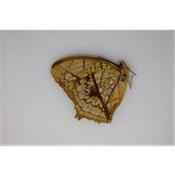 Charaxes pleione femelle