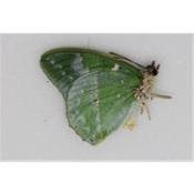 Charaxes subornatus male