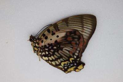 Charaxes zingha femelle