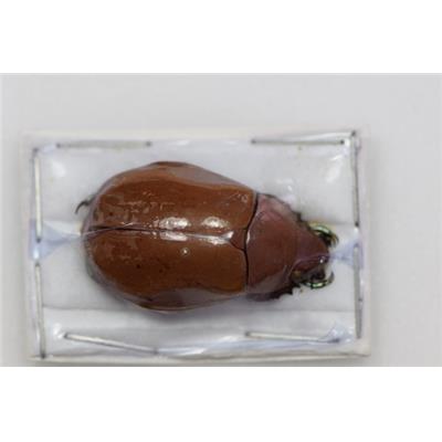 Chrysina modesta marron femelle