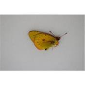 Colias vauthier male