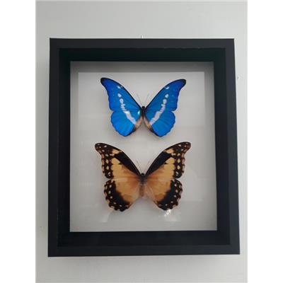 DBV Morpho helena mâle et femelle (rare)