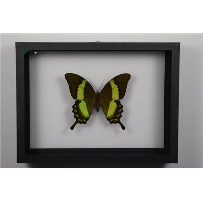 DBV Papilio palinurus
