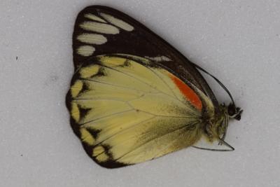 Delias belissima mâle