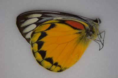 Delias oraia adonarensis male