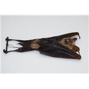 Hipposideros diadema (pendu)