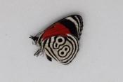 Diaethria clymena