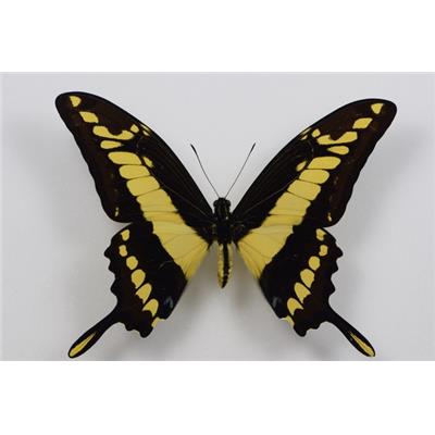 Papilio thoas étalé