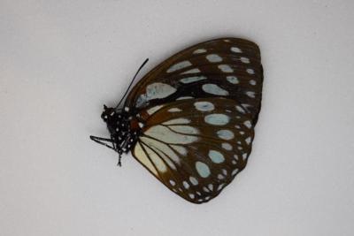Euxanthe euronime male