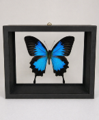 DBV Papilio ulysses mâle 