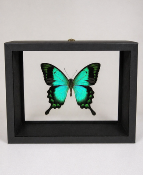 DBV Papilio lorquilianus mâle 