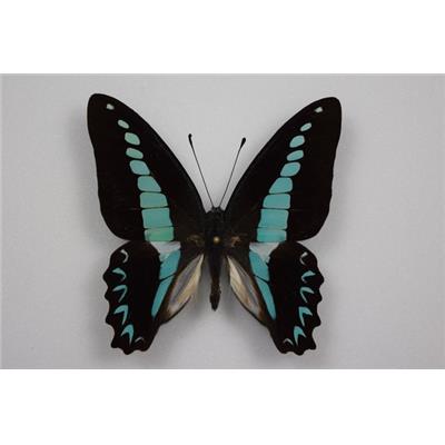 Graphium milon étalé