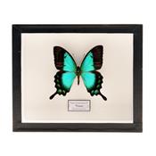 Papilio lorquilianus male