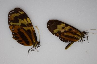 Mechanitis polymnia couple