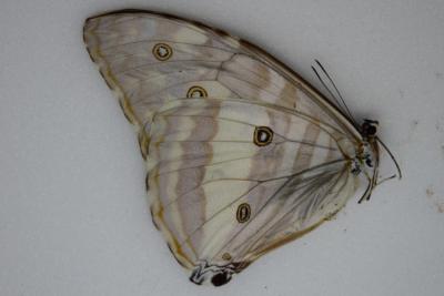 Morpho adonis femelle