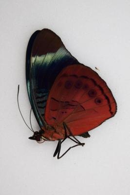 Panacea procilla