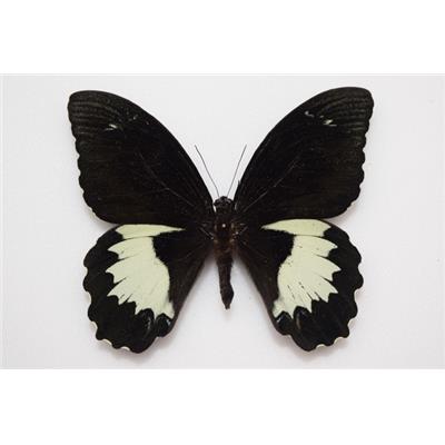 Papilio aegus étalé
