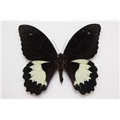 Papilio aegus étalé