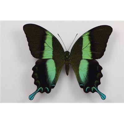 Papilio blumei male étalé