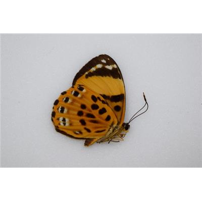 Praetaxila statira femelle
