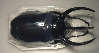 Chalcosoma atlas male + 85 mm