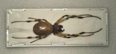 Nephilengys malabarensis femelle