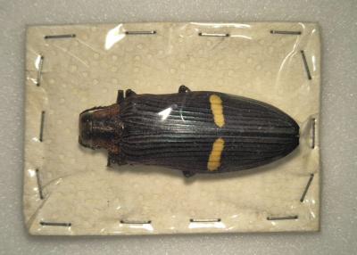 Catoxantha bonvouloirii femelle