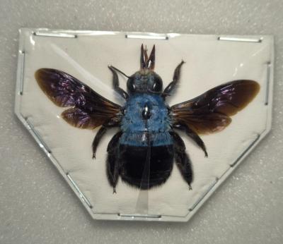 Xylocopa caerulea femelle