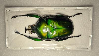 Dicronorhina derbyana oberthueri male