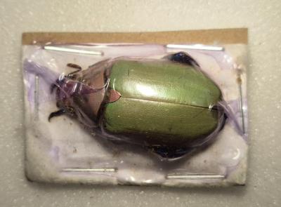 Chrysina erubescens bicolor femelle