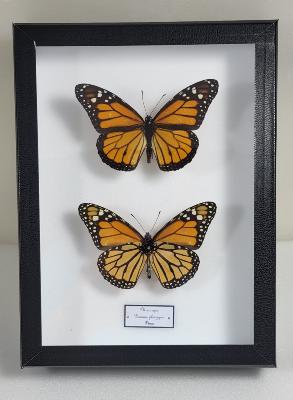 Boîte Cloche Danaus plexippus recto verso
