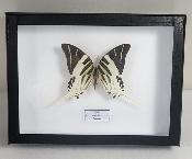 Boîte Cloche Papilio androcles male