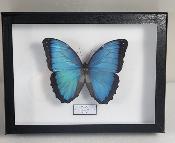 Boîte Cloche Morpho peleides male