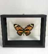 DBV Papilio zagreus