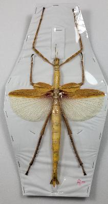 Eurycnema versirubra femelle jaune A-