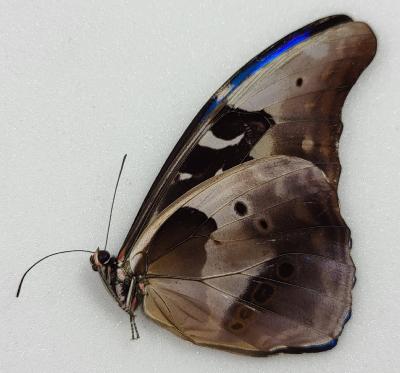 Morpho rhetenor eusebes male A-