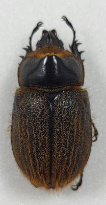 Heterogomphus hirtus male