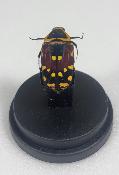 Mini Globes Euchroea sp