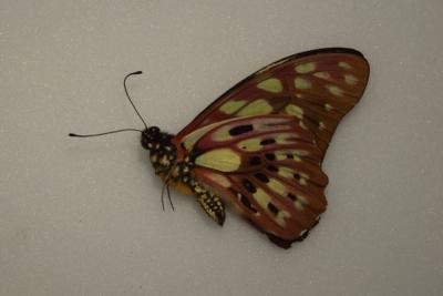 Graphium cyrnus male