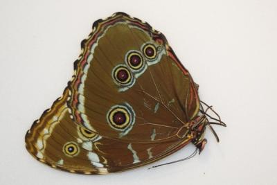 Morpho achilles femelle