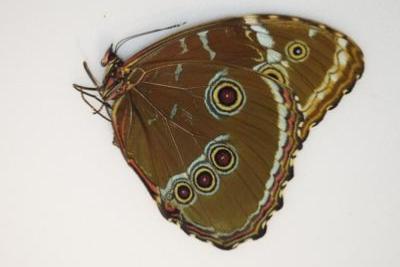 Morpho achilles femelle