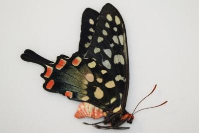 Papilio antenor male