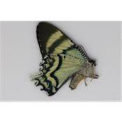 Alcides agathyrsus